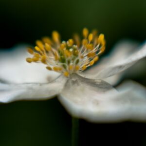 Flower in the Wild Sq (with border)
