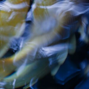 Koi Abstract 13 Giclee Print