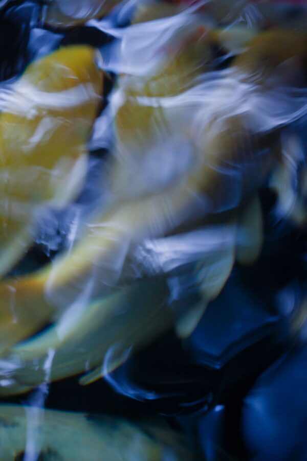 Koi Abstract 13 Giclee Print