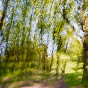 Impressions of Trees 4838 Giclee Print
