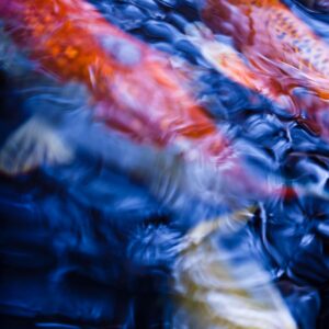 Koi Abstract 2 Giclee Print