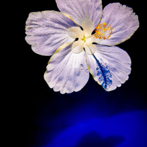 Floating Hibiscus Flower 29 Giclee Print