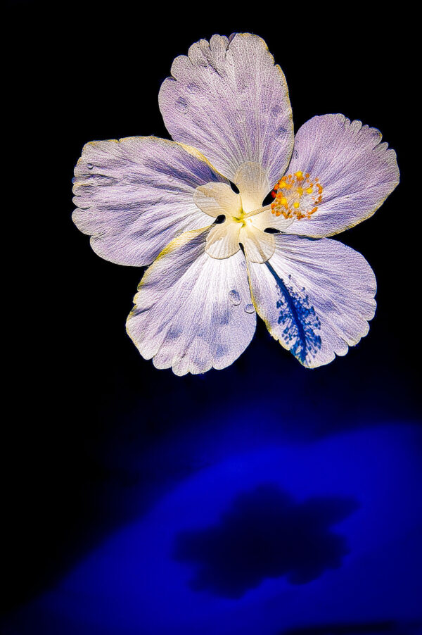 Floating Hibiscus Flower 29 Giclee Print