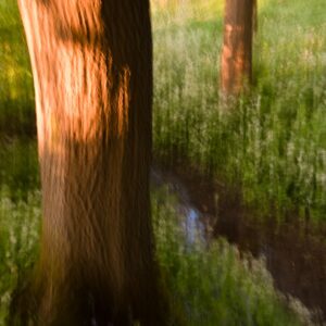 By the Brook in the Woods 4861 Giclee Print