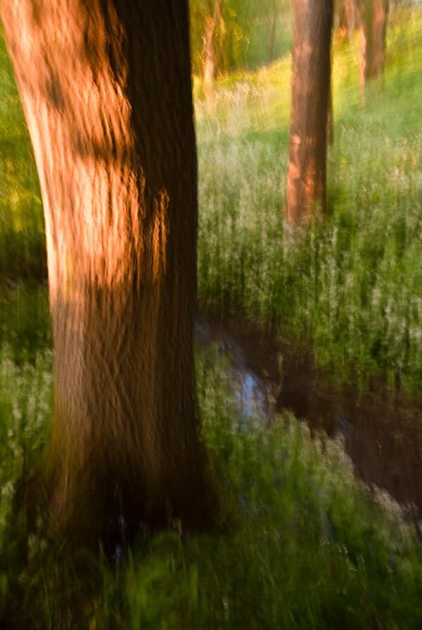 By the Brook in the Woods 4861 Giclee Print