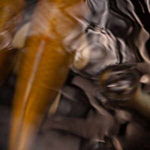 Koi Abstract 8 Giclee Print