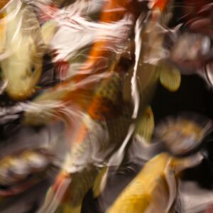 Koi Abstract 12 Giclee Print