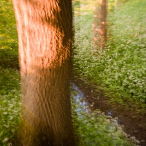 By the Brook in the Woods 4862 Giclee Print