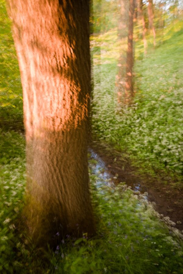 By the Brook in the Woods 4862 Giclee Print
