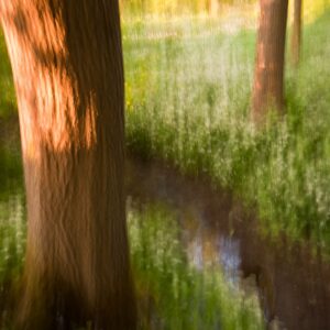 By the Brook in the Woods 4863 Giclee Print