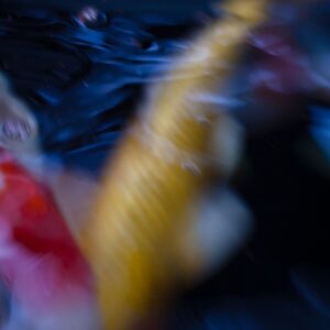 Koi Abstract 3 Giclee Print