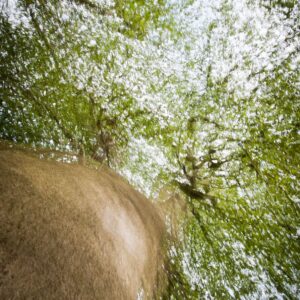 Beneath the Canopy 4935