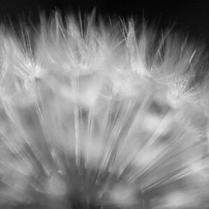 Planet Dandelion 39