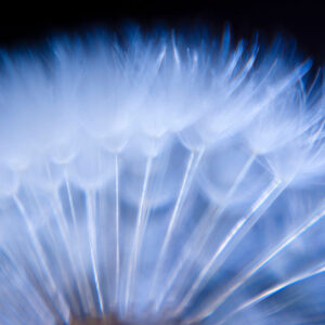 Planet Dandelion 12a