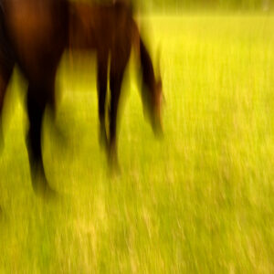 An Impression of a Grazing Horse
