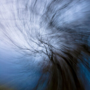 Tree in Motion